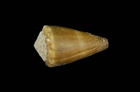 藏品(晚霞芋螺)的圖片